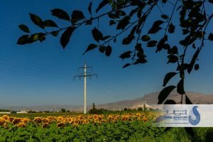ایستادگی در میان زیبایی….✨  دکل‌های تک‌پایه خودایستای بتنی پارس ساختار؛ نمادی از پایداری و قدرت که در میان گرمای خورشید و رنگ‌های زنده آفتابگردان، نه تنها نفوذی نیست، بلکه بخشی از این منظره‌ی بی‌نظیر شده است.  گاهی برای باشکوه بودن، لازم نیست بر طبیعت غلبه کرد، بلکه باید در کنار آن ایستاد.»  💢 گزارش تصویری از پروژه ماندگار “خط انتقال ۱۳۲ کیلوولت دو مداره سیمان آذرآبادگان خوی”      💎پارس ساختار نماد تلاش و پویایی