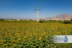 ایستادگی در میان زیبایی….✨  دکل‌های تک‌پایه خودایستای بتنی پارس ساختار؛ نمادی از پایداری و قدرت که در میان گرمای خورشید و رنگ‌های زنده آفتابگردان، نه تنها نفوذی نیست، بلکه بخشی از این منظره‌ی بی‌نظیر شده است.  گاهی برای باشکوه بودن، لازم نیست بر طبیعت غلبه کرد، بلکه باید در کنار آن ایستاد.»  💢 گزارش تصویری از پروژه ماندگار “خط انتقال ۱۳۲ کیلوولت دو مداره سیمان آذرآبادگان خوی”      💎پارس ساختار نماد تلاش و پویایی