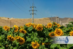 ایستادگی در میان زیبایی….✨  دکل‌های تک‌پایه خودایستای بتنی پارس ساختار؛ نمادی از پایداری و قدرت که در میان گرمای خورشید و رنگ‌های زنده آفتابگردان، نه تنها نفوذی نیست، بلکه بخشی از این منظره‌ی بی‌نظیر شده است.  گاهی برای باشکوه بودن، لازم نیست بر طبیعت غلبه کرد، بلکه باید در کنار آن ایستاد.»  💢 گزارش تصویری از پروژه ماندگار “خط انتقال ۱۳۲ کیلوولت دو مداره سیمان آذرآبادگان خوی”      💎پارس ساختار نماد تلاش و پویایی